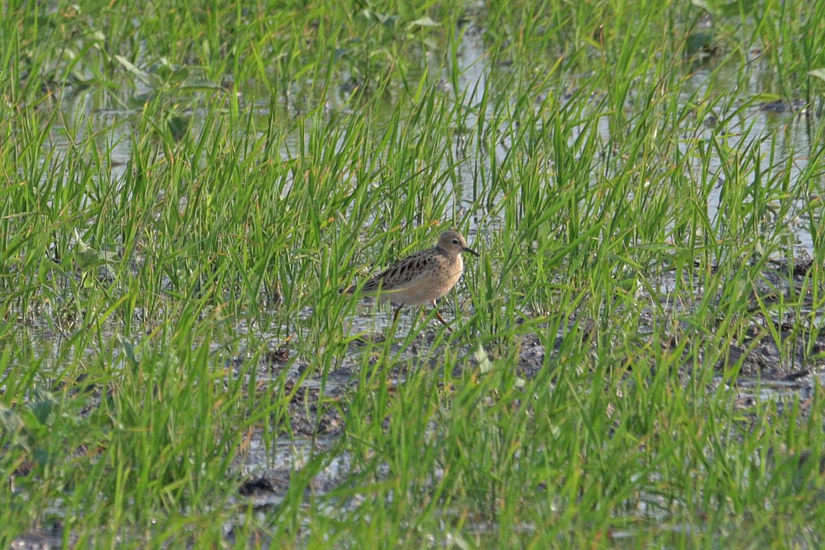 Buff-breasted Sandpiper - ML446931251