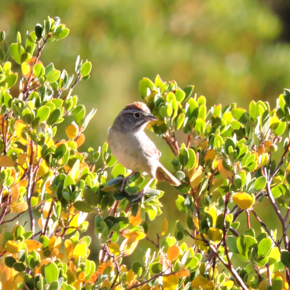 Rufous-crowned Sparrow - ML446933821