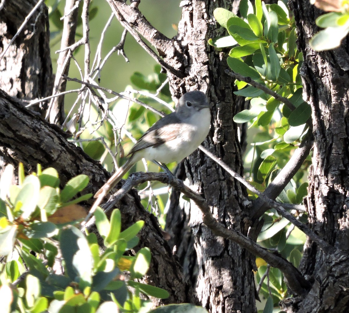 Gray Vireo - ML446933901