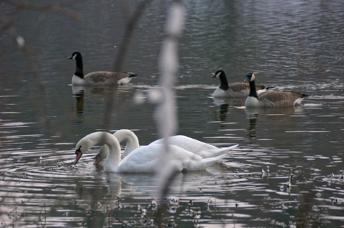 Mute Swan - ML44693401