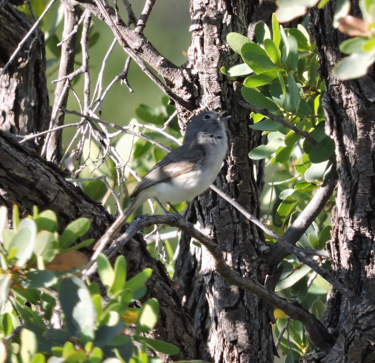 Gray Vireo - ML446934041