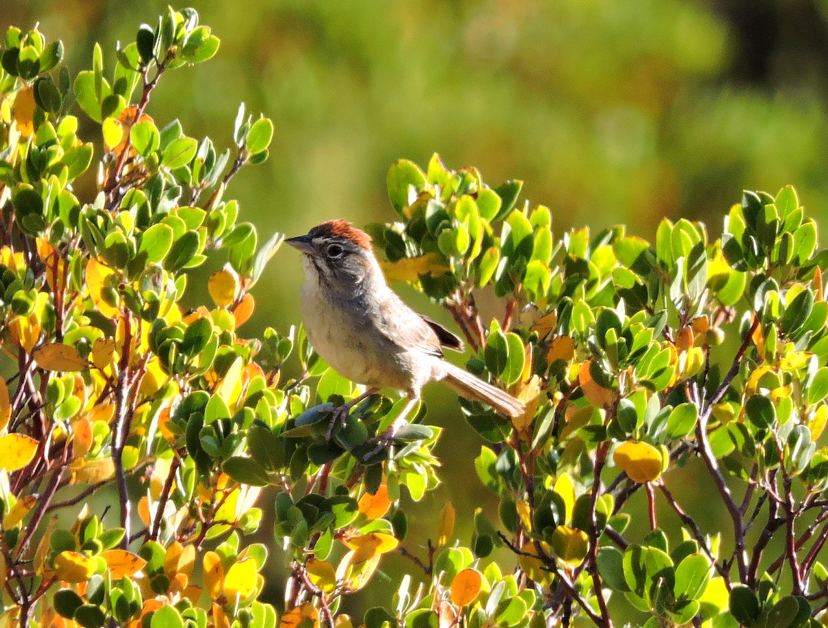 Rufous-crowned Sparrow - ML446934051