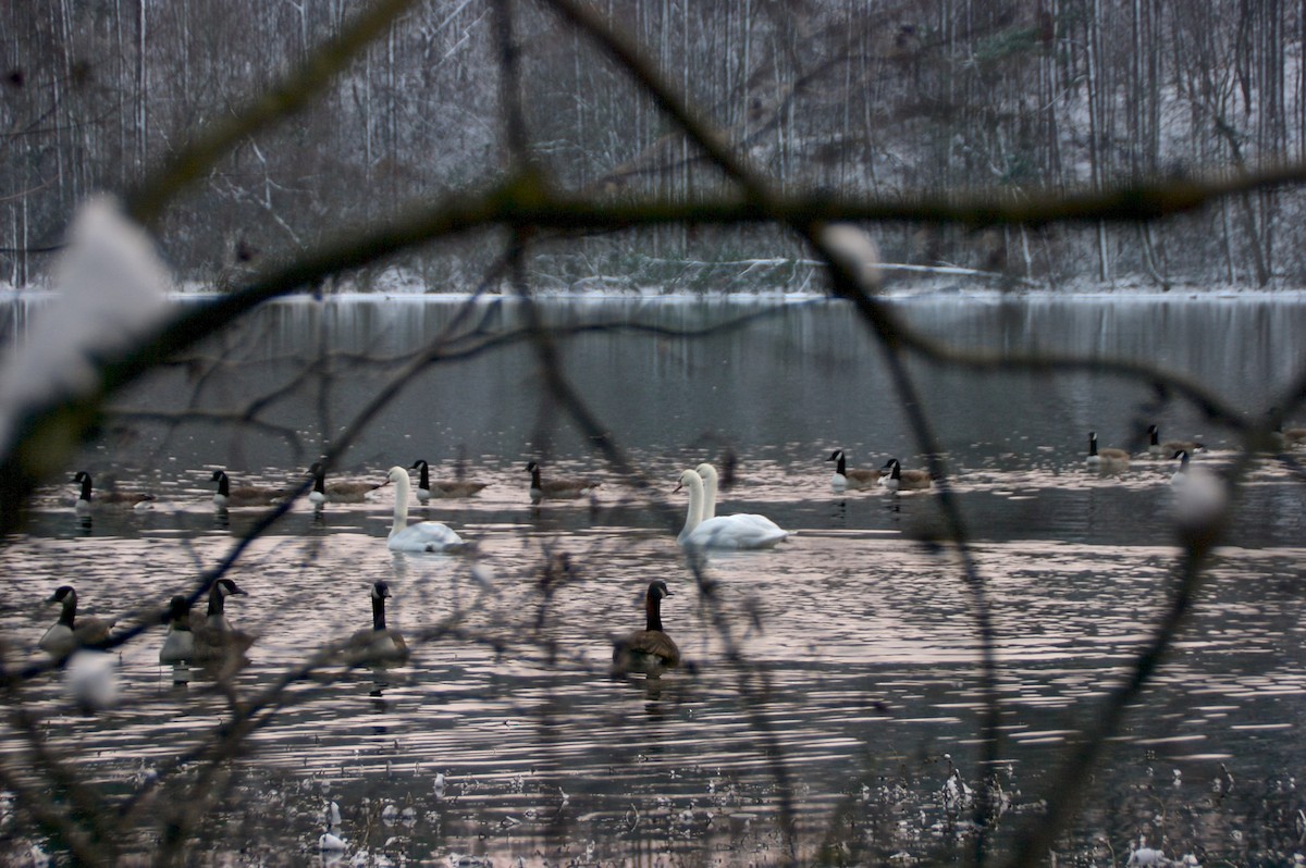 Mute Swan - ML44693411