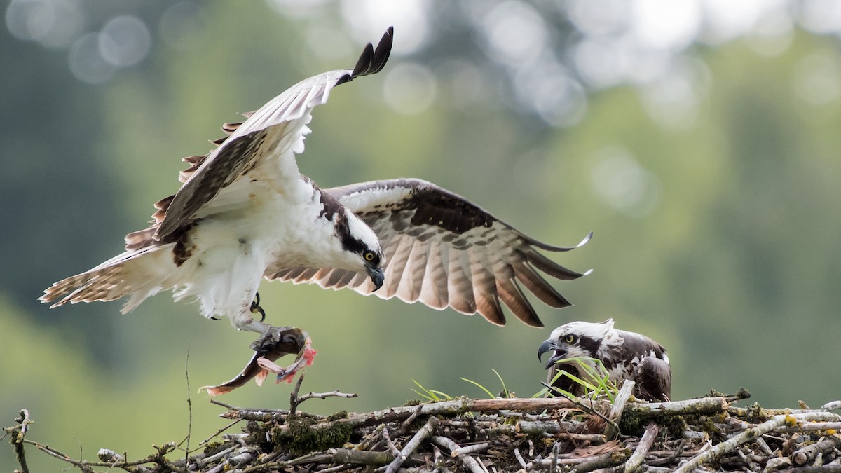 Osprey - Nick Balachanoff