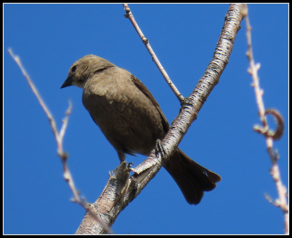 Brown-headed Cowbird - ML446935561