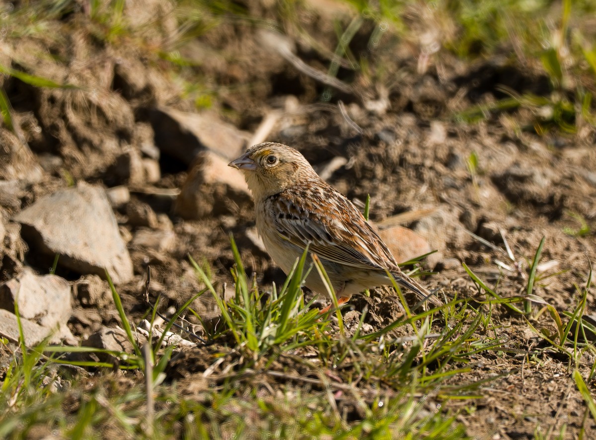 Grasshopper Sparrow - ML446936331