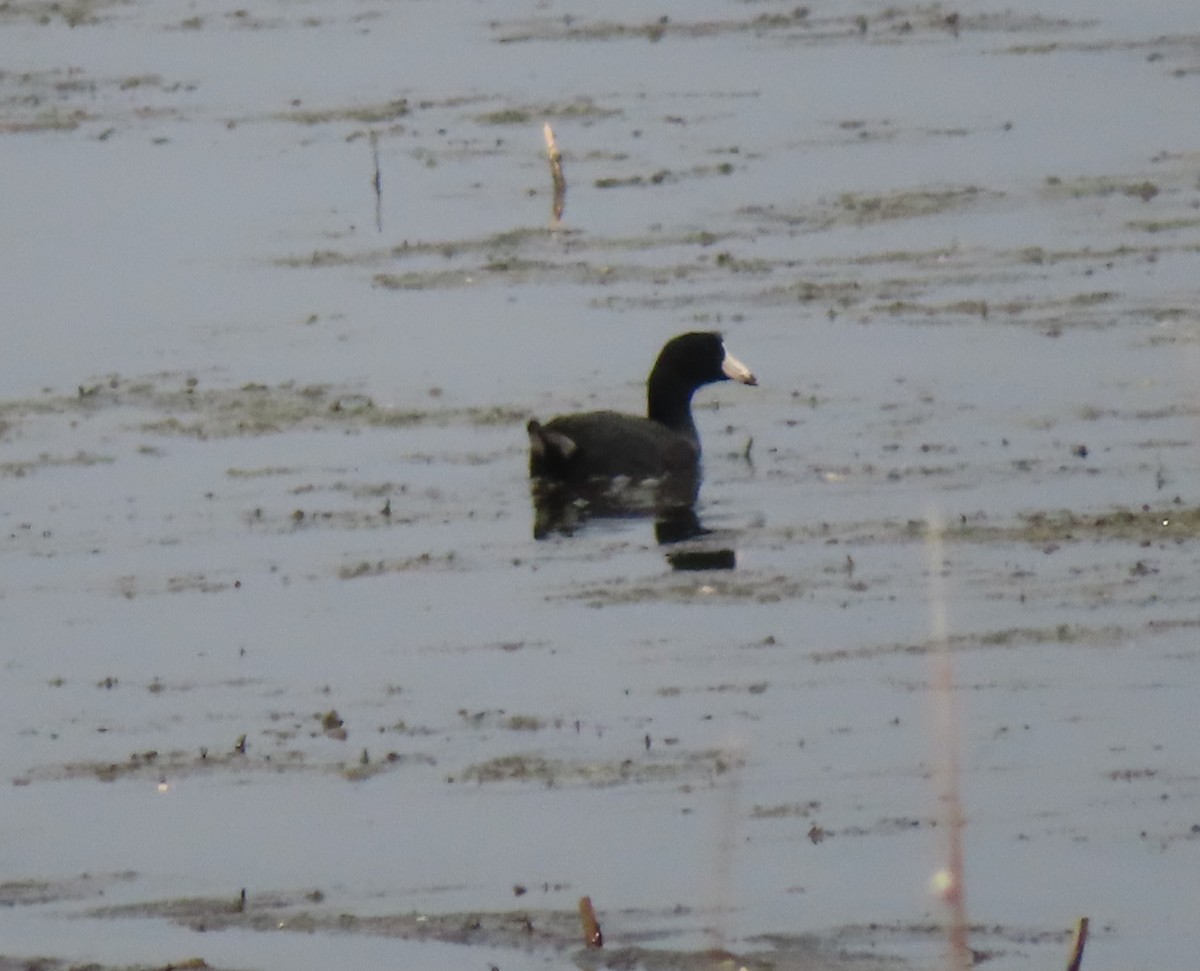 American Coot - ML446936531