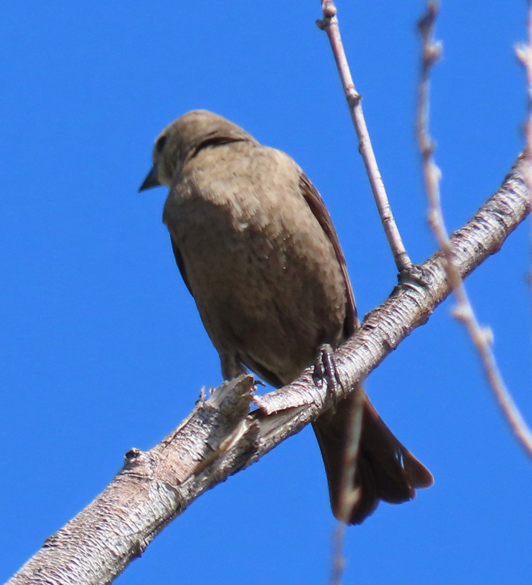 Brown-headed Cowbird - ML446938641