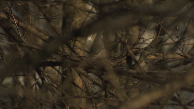 Black-capped Chickadee - ML446939