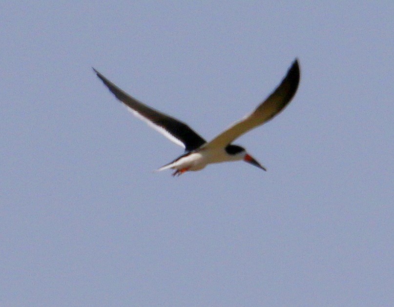 Black Skimmer - ML446941621