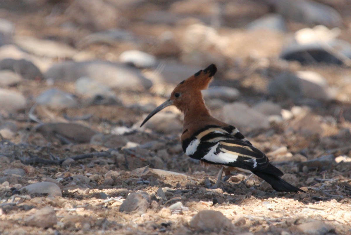 Eurasian Hoopoe (African) - ML44694301