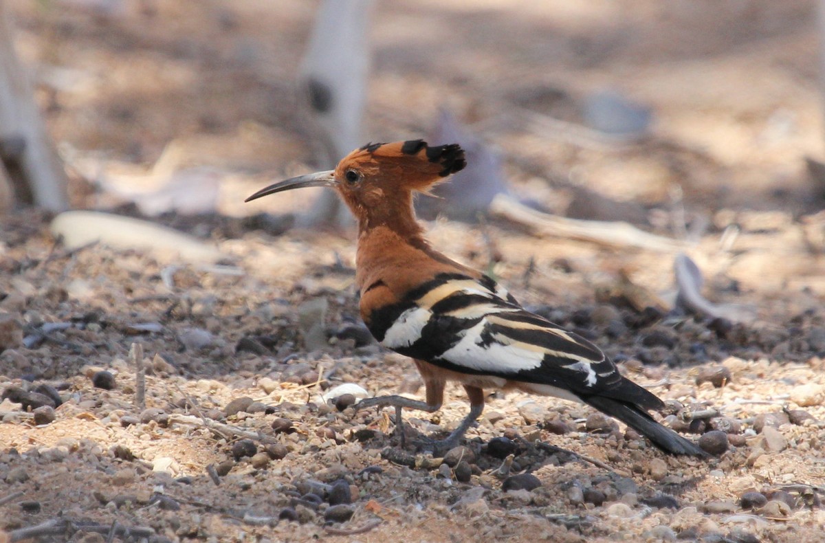 Eurasian Hoopoe (African) - ML44694351