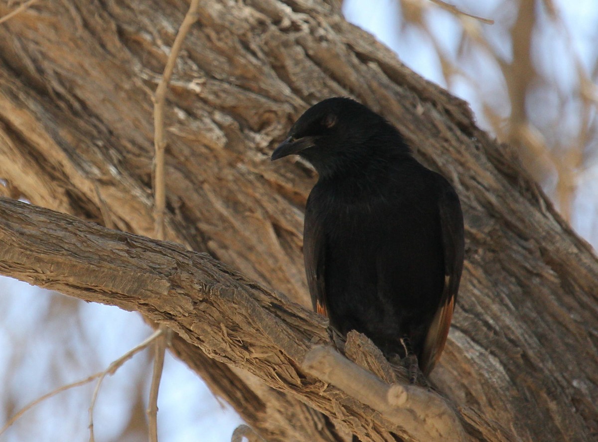 Pale-winged Starling - ML44694431