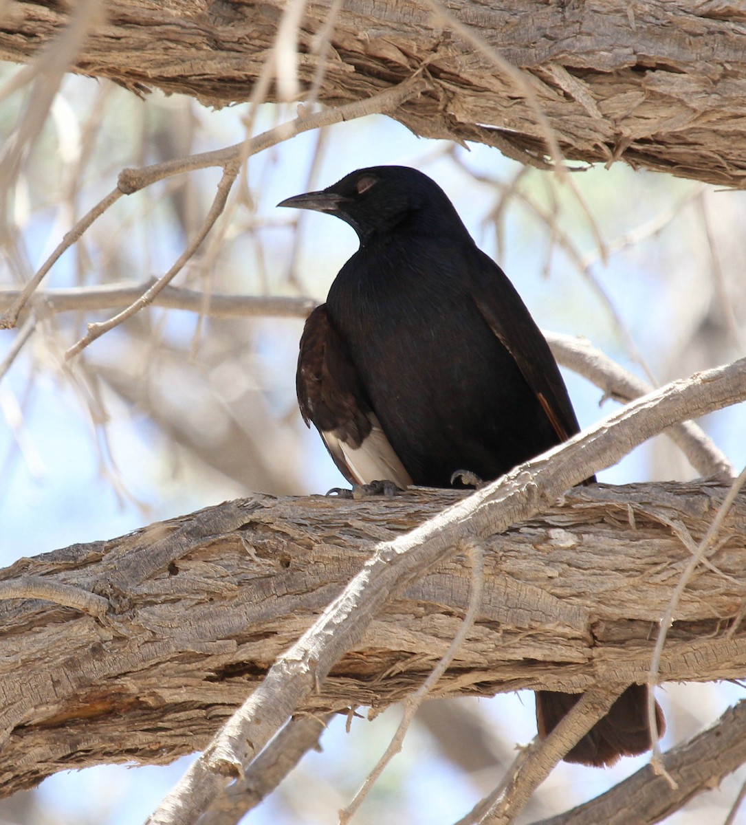 Pale-winged Starling - ML44694451