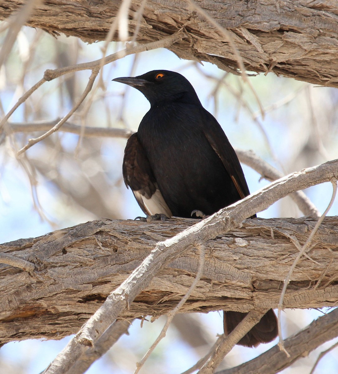 Pale-winged Starling - ML44694471