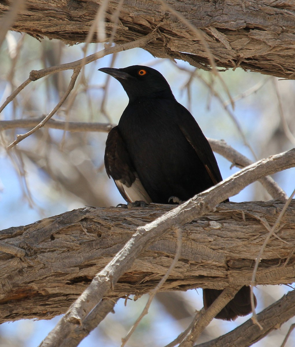 Pale-winged Starling - ML44694481