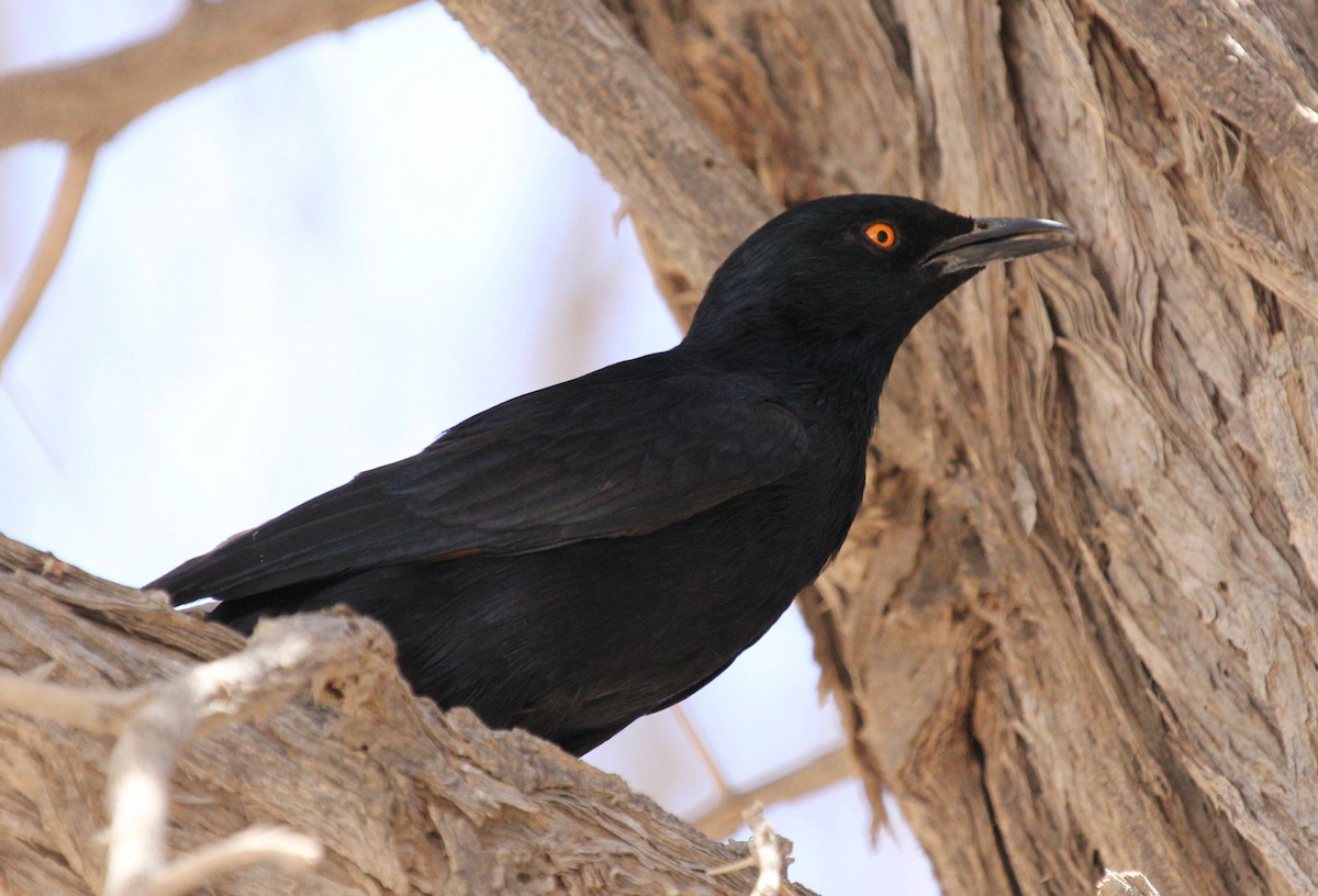 Pale-winged Starling - ML44694511