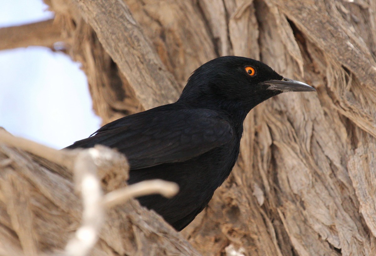 Pale-winged Starling - ML44694521
