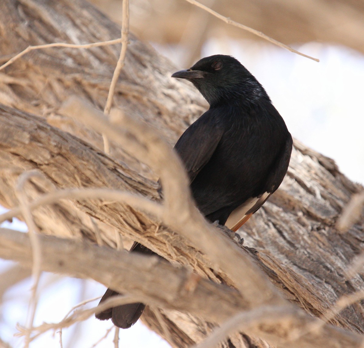 Pale-winged Starling - ML44694531