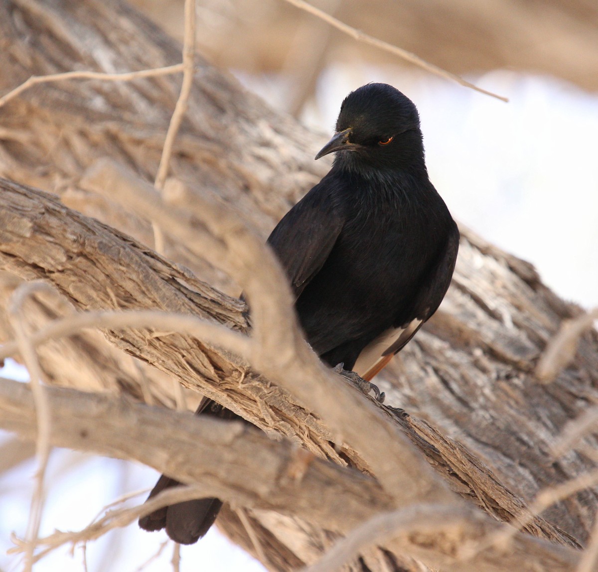Pale-winged Starling - ML44694541