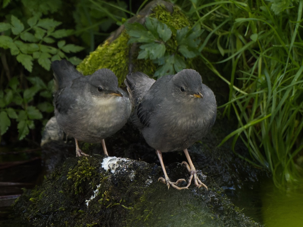 American Dipper - ML446945441