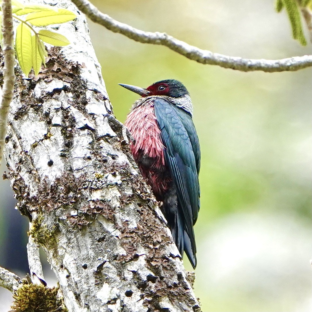 Lewis's Woodpecker - ML446945481