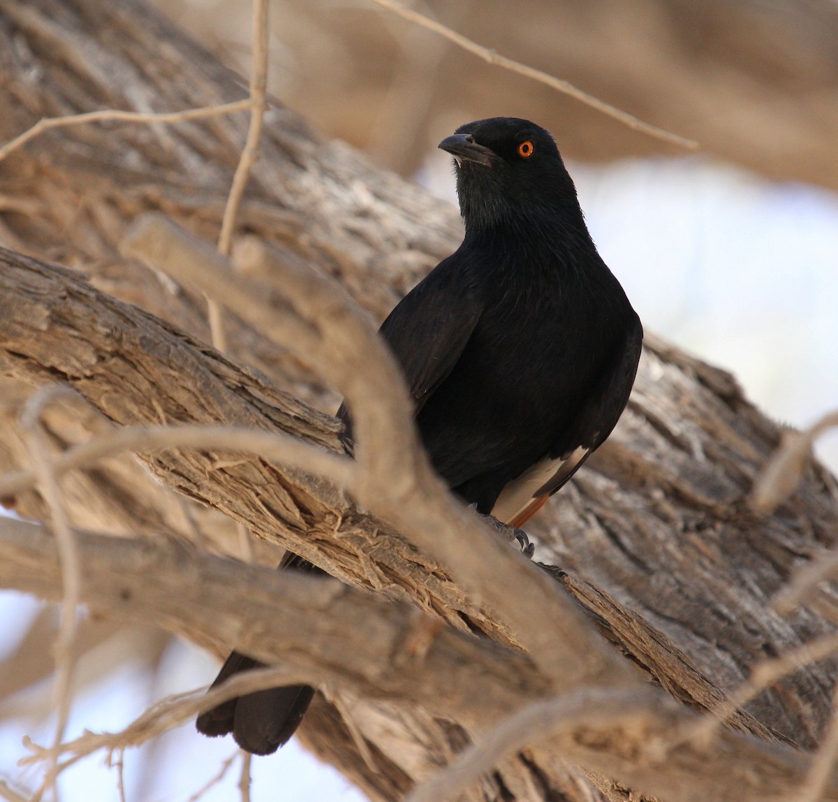 Pale-winged Starling - ML44694551