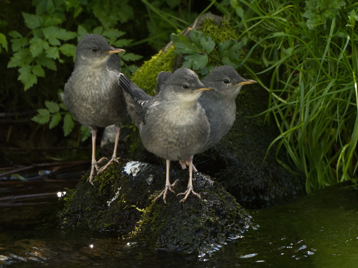 American Dipper - ML446945531