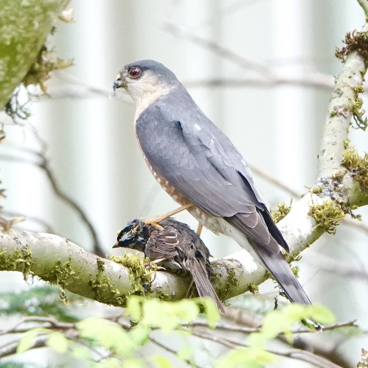 Sharp-shinned Hawk - ML446945601