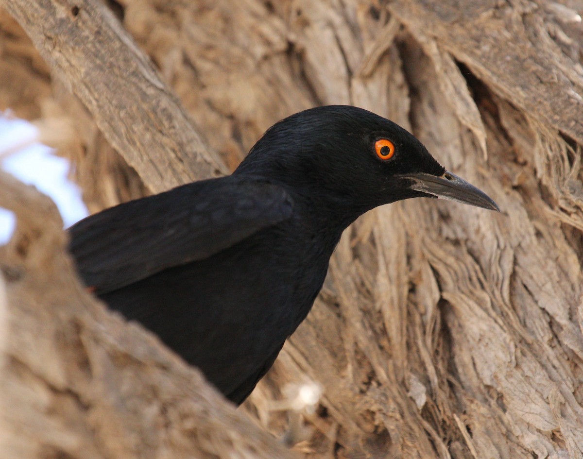 Pale-winged Starling - ML44694561