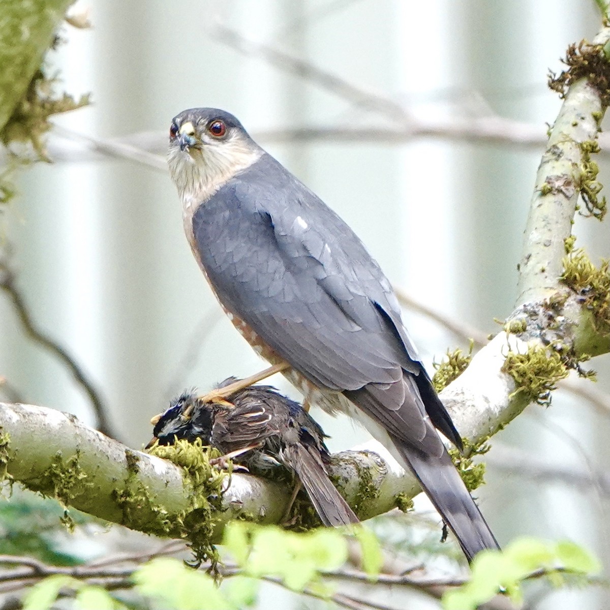 Sharp-shinned Hawk - ML446945611