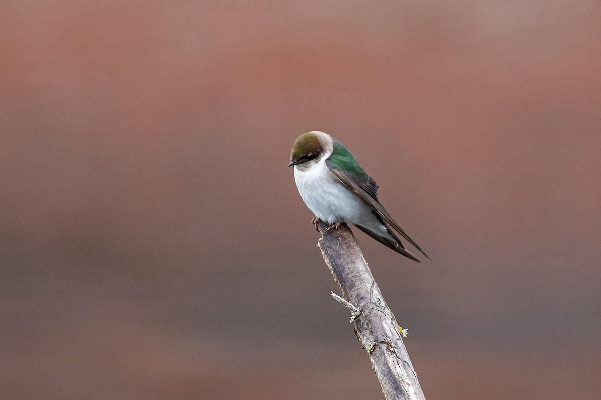 Violet-green Swallow - ML446945801