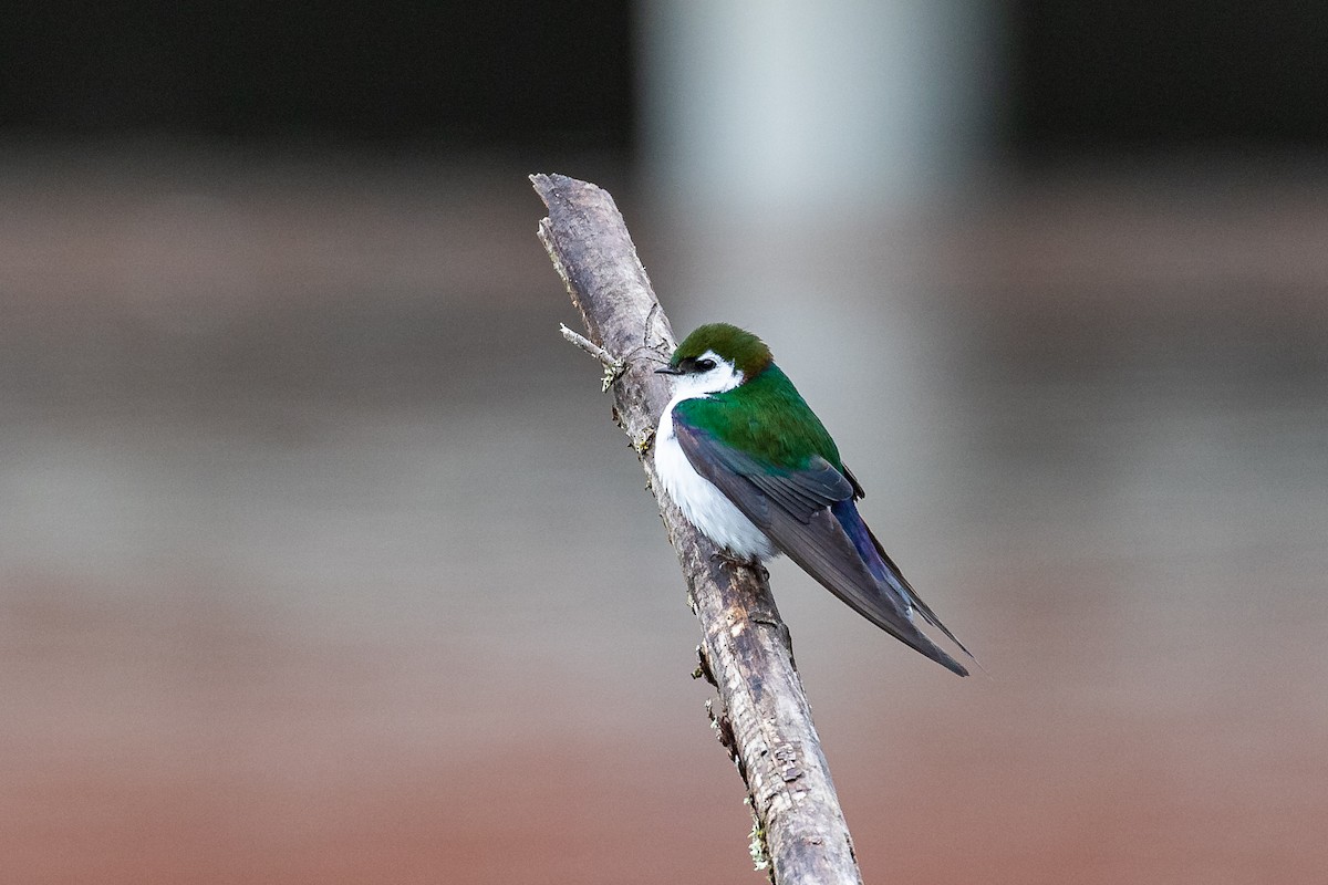 Violet-green Swallow - ML446945811
