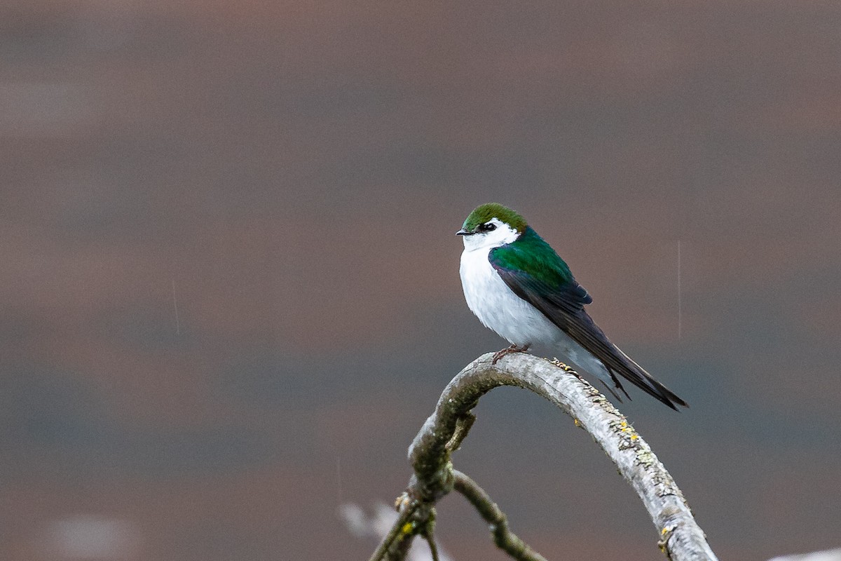 Violet-green Swallow - ML446945831