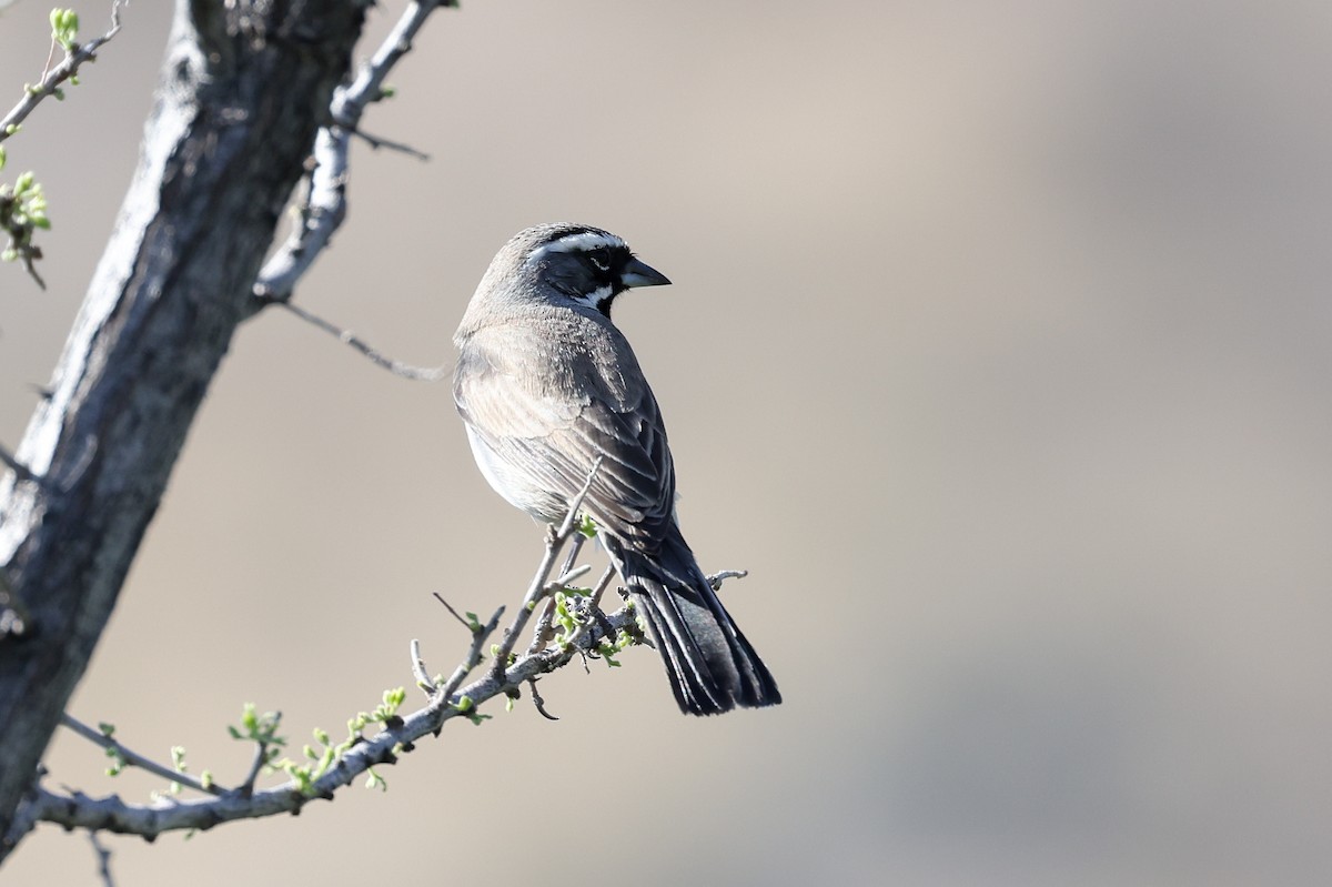 Black-throated Sparrow - ML446946331