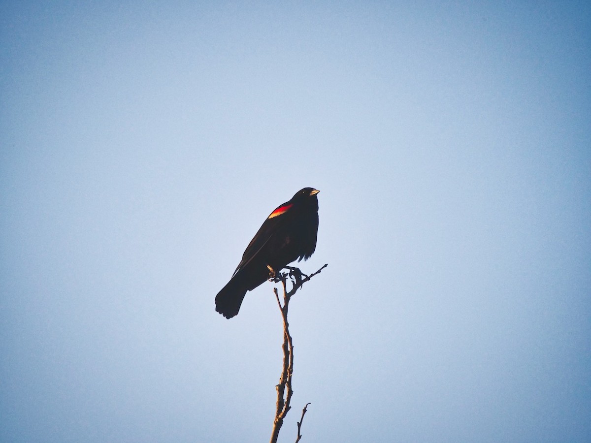 Red-winged Blackbird - ML446948171