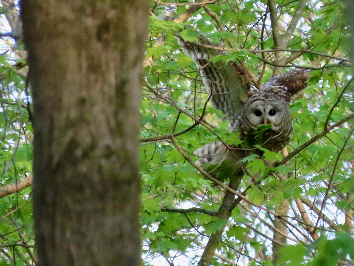 Barred Owl - ML446948831