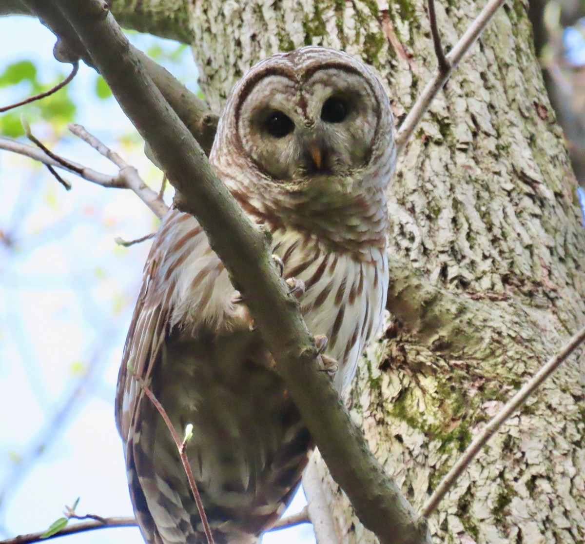 Barred Owl - ML446948841