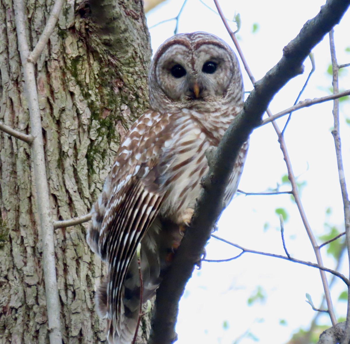 Barred Owl - ML446948851