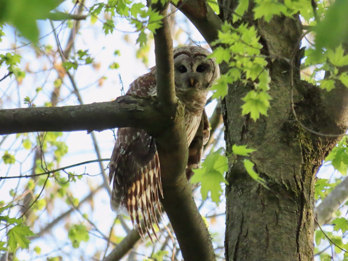 Barred Owl - ML446948931