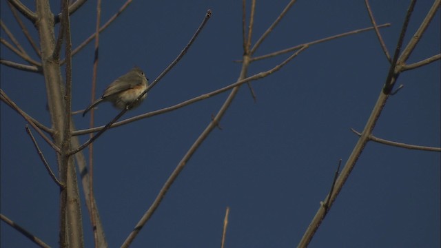 Tufted Titmouse - ML446949