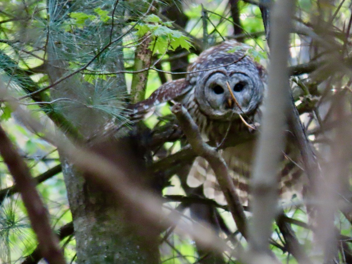 Barred Owl - ML446949011