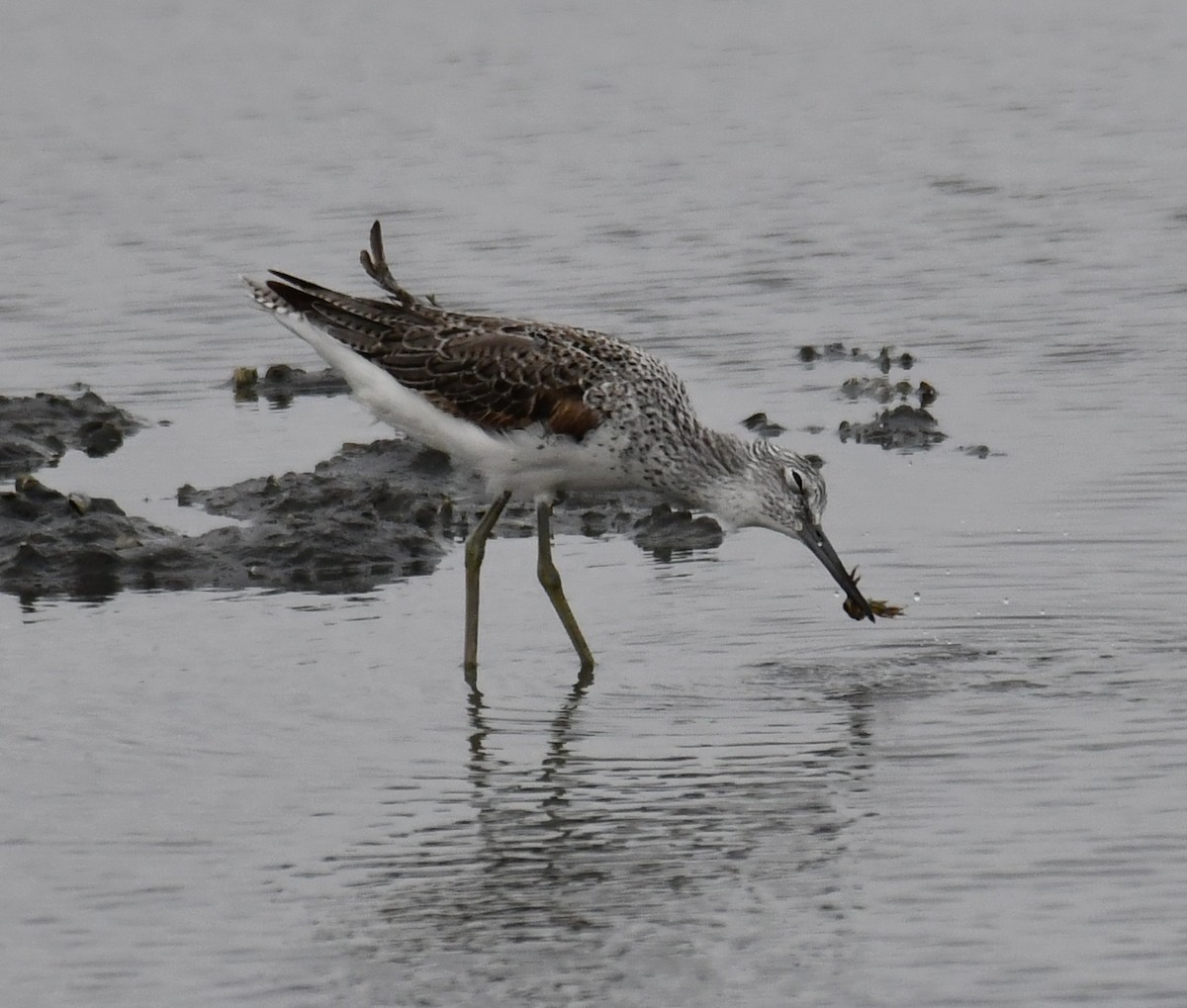 Common Greenshank - 張 俊章