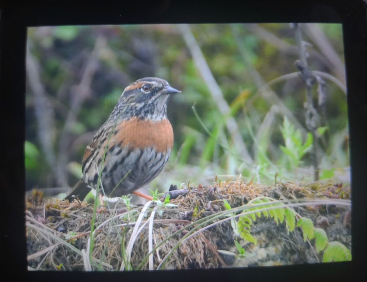 Rufous-breasted Accentor - ML446949591