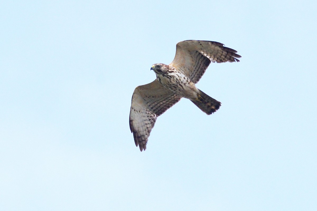 Broad-winged Hawk - Andrew Schopieray