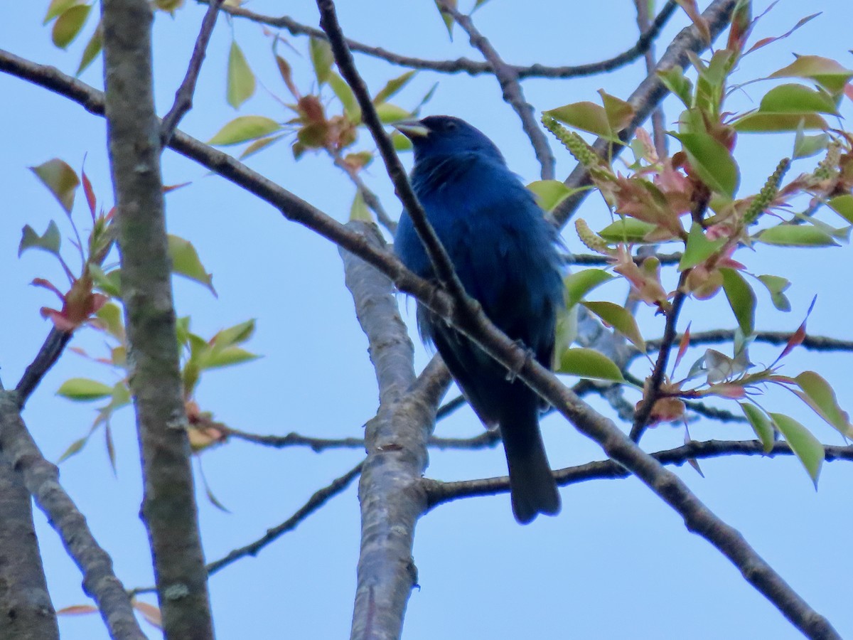 Indigo Bunting - ML446950051