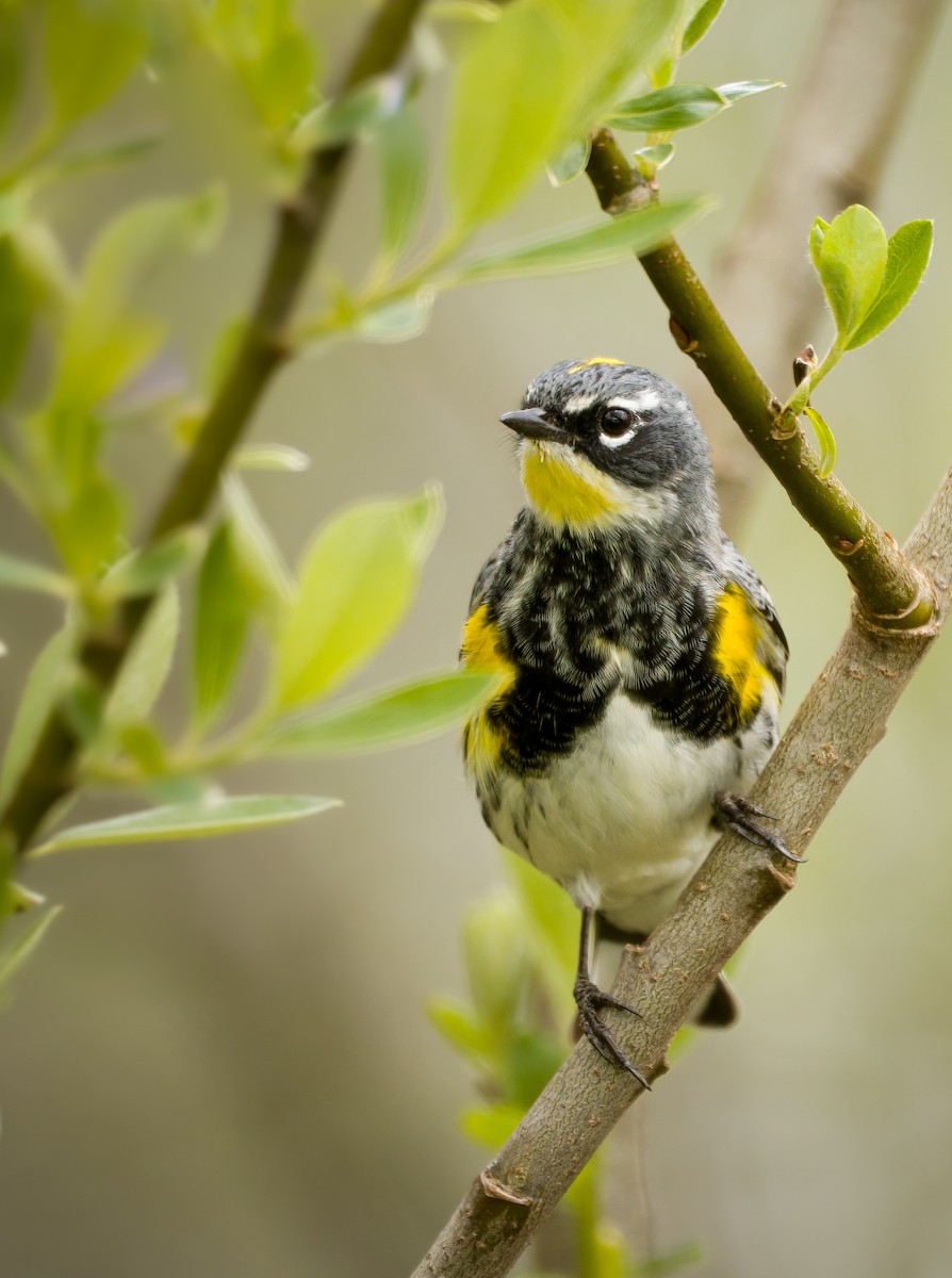 Yellow-rumped Warbler (Myrtle x Audubon's) - ML446953131