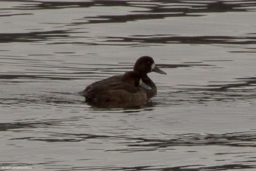 Greater Scaup - ML44695491