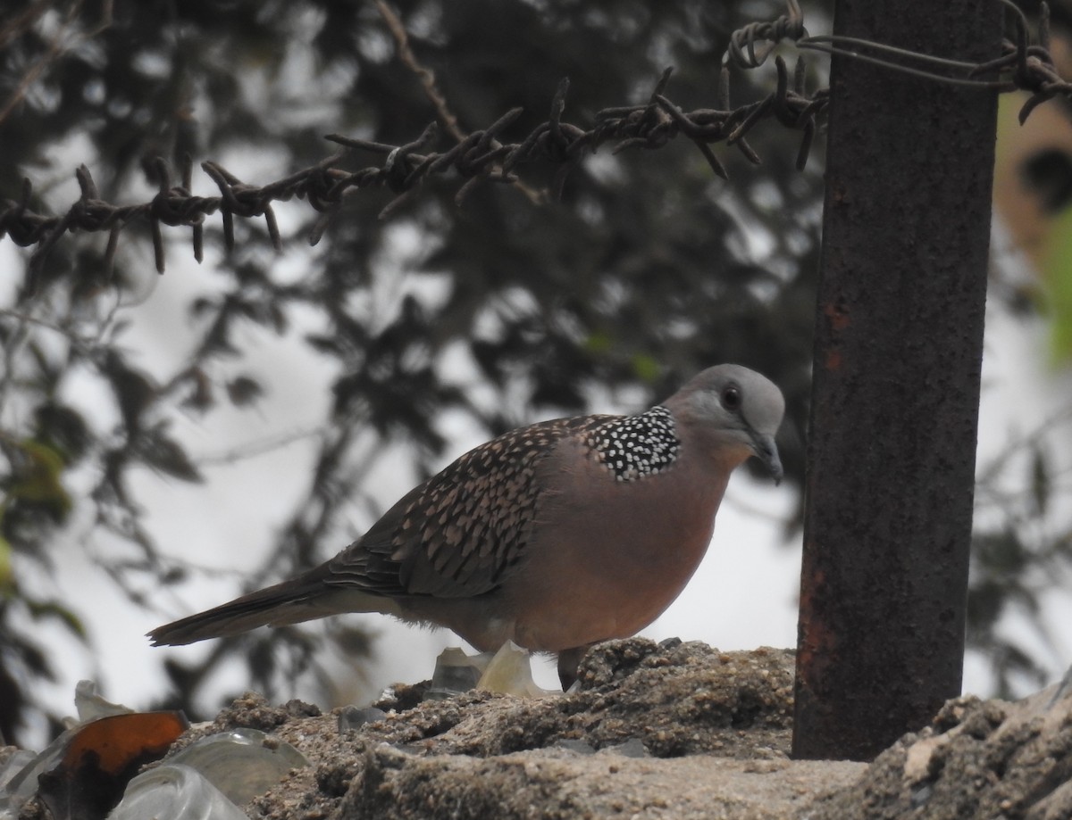 Spotted Dove - ML446956751