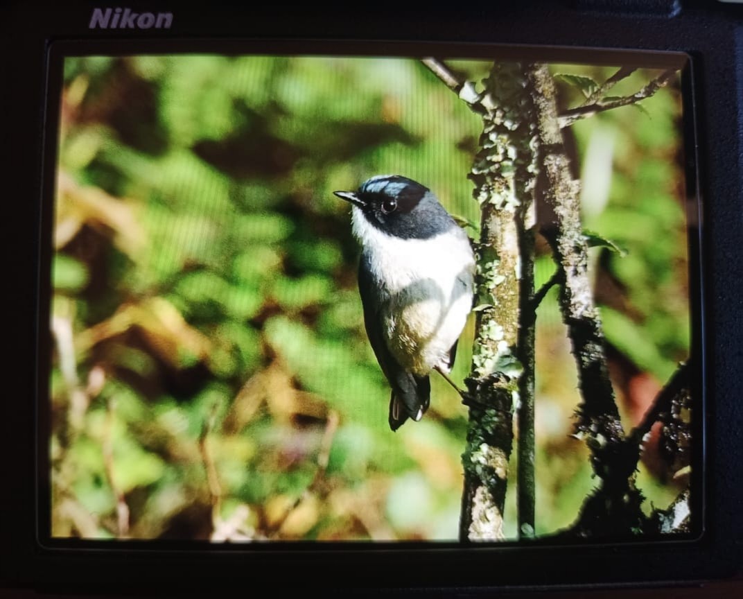 Slaty-blue Flycatcher - ML446957311